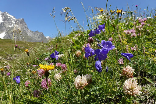 fleurs d'alpage. Italie val Ferret