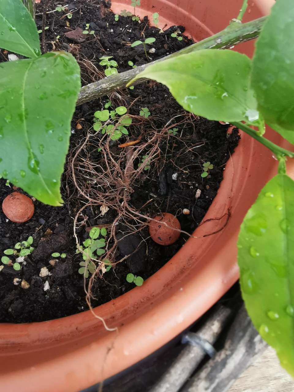 Pot d'un jeune citronnier et trèfles proches de la terre