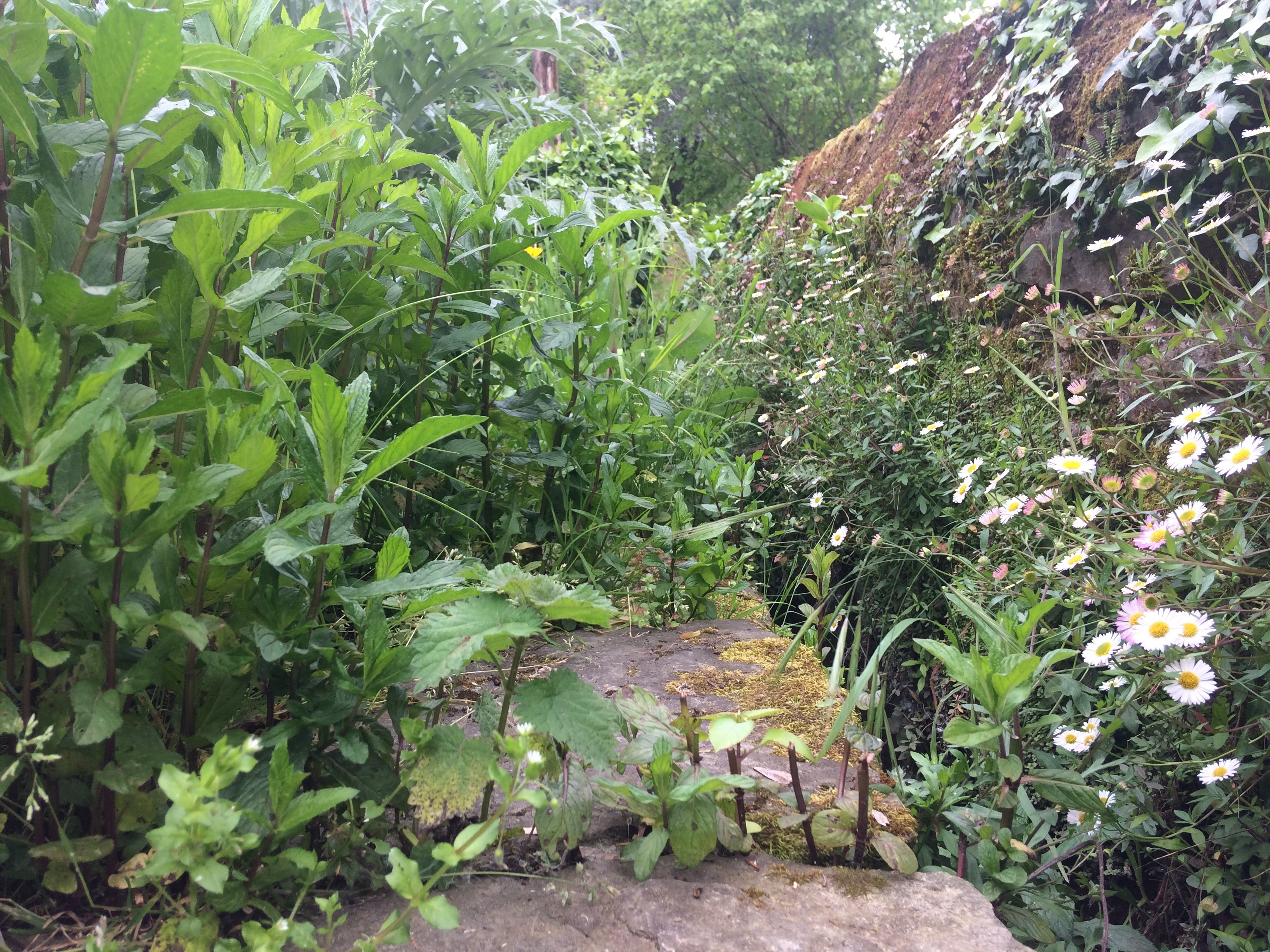 Plantes jardin collectif