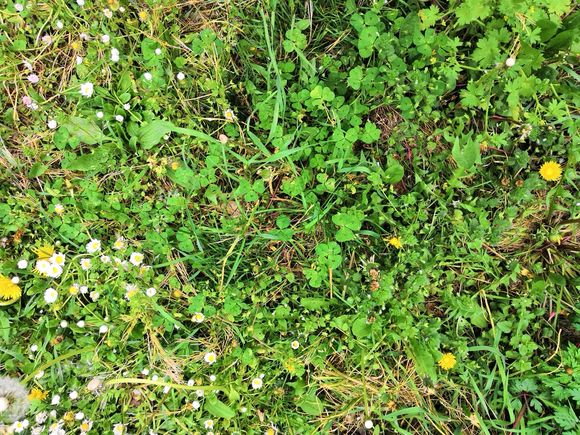 Biodiversité parterre