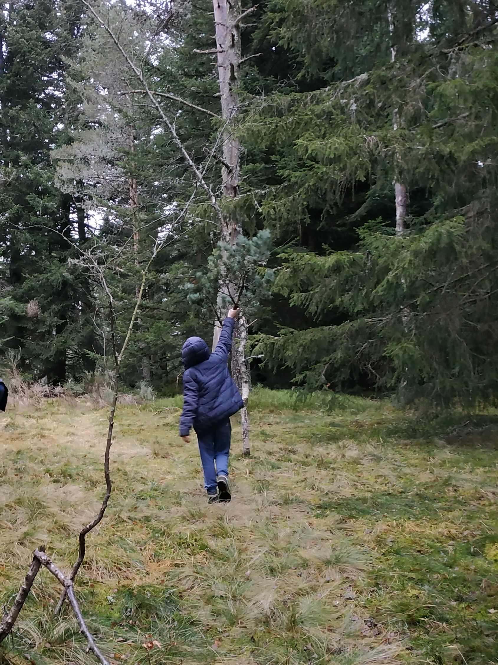 arbres dans un sous-bois en hivers dans les monts du Forez