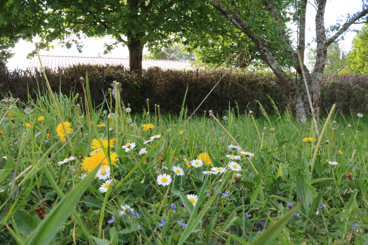 portion de jardin montrant une diversité végétale (paquerette, pissenlit, véronique, plantain, herbe, tilleul)