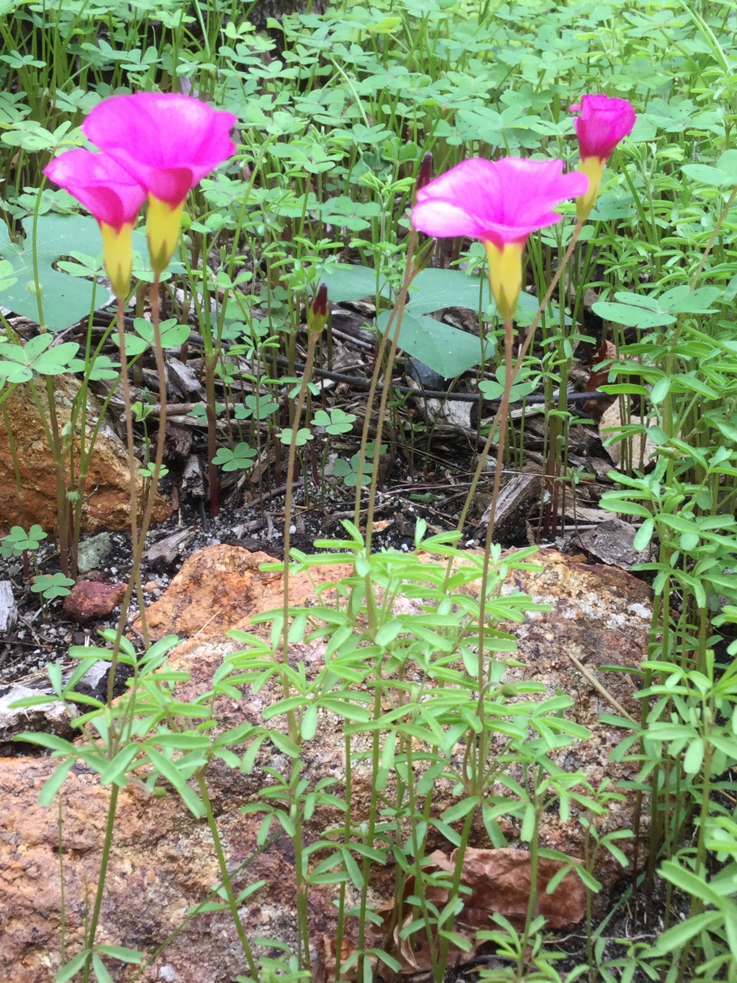 Photographie d'une bout de jardin