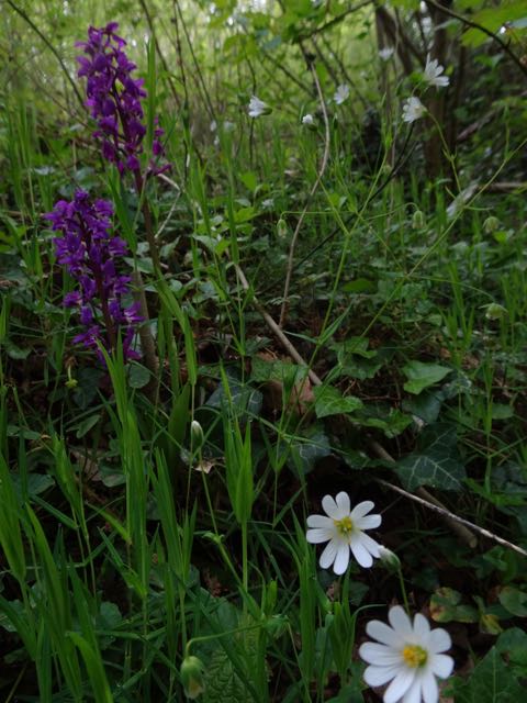 dans le petit bois derrière chez moi: orchis, stellaire holostée, lierre et graminées
