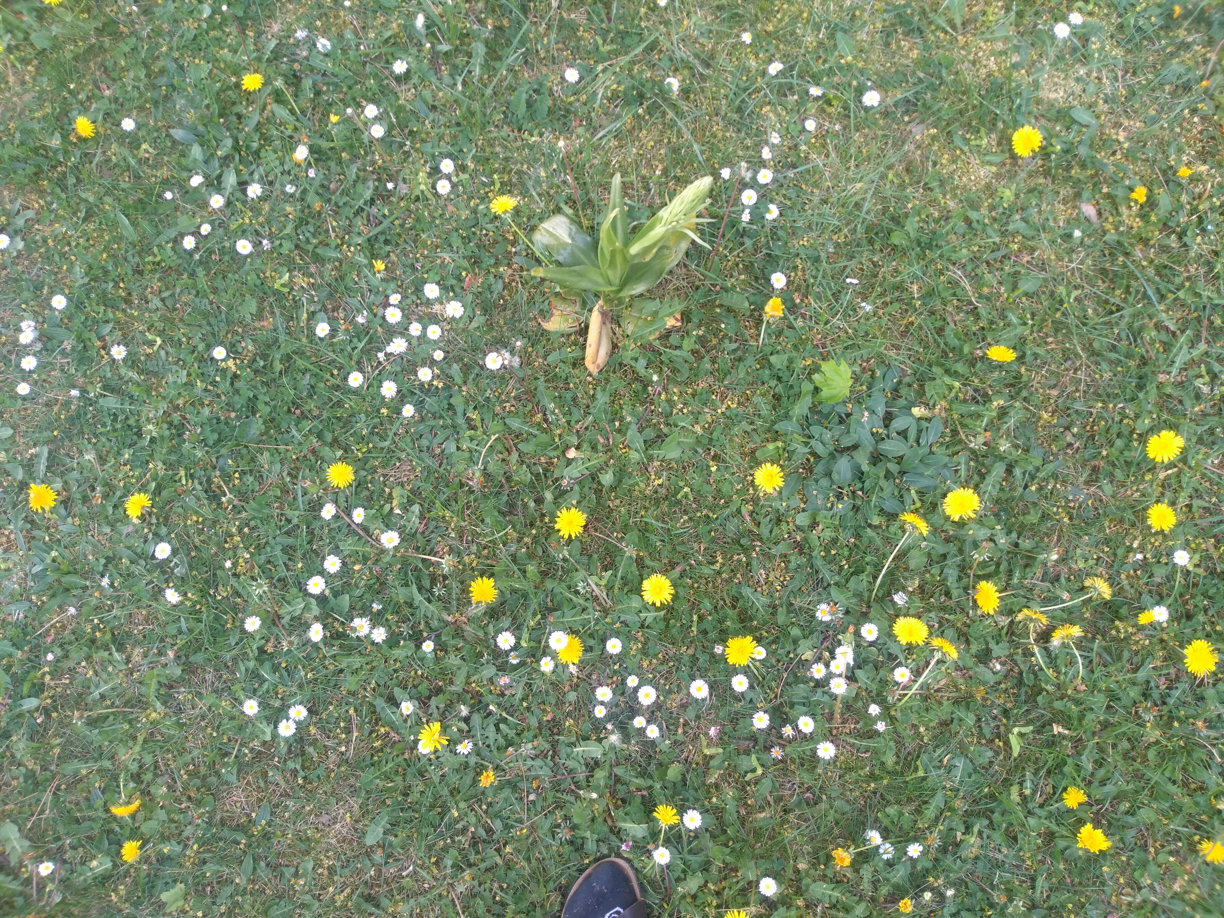 Vue de la diversité pâquerette pissenlit orchis bouc plantain lancéolé et autres...