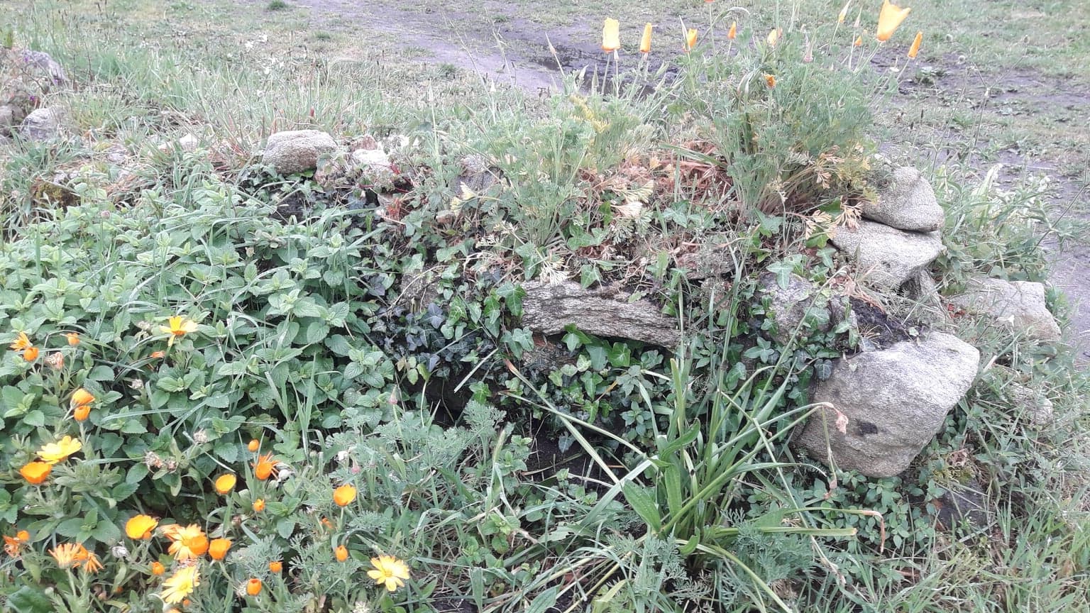 Végétation autour du muret
