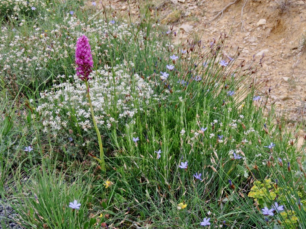 Photo d'un bord de route fleuri avec une fleur rose, un coussinet recouvert de petites fleurs blanches, des petites fleurs individuelles bleues à long tiges vert foncé; fleurs tiges  et un talus argileux en arrière plan