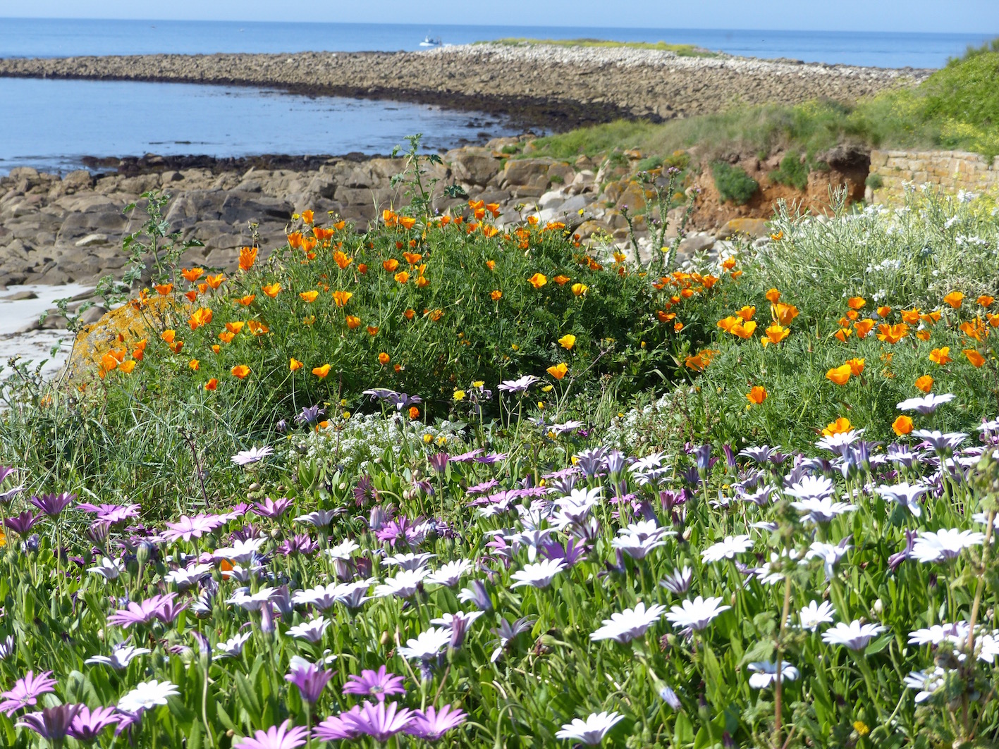 fleurs sur la côte bretonne