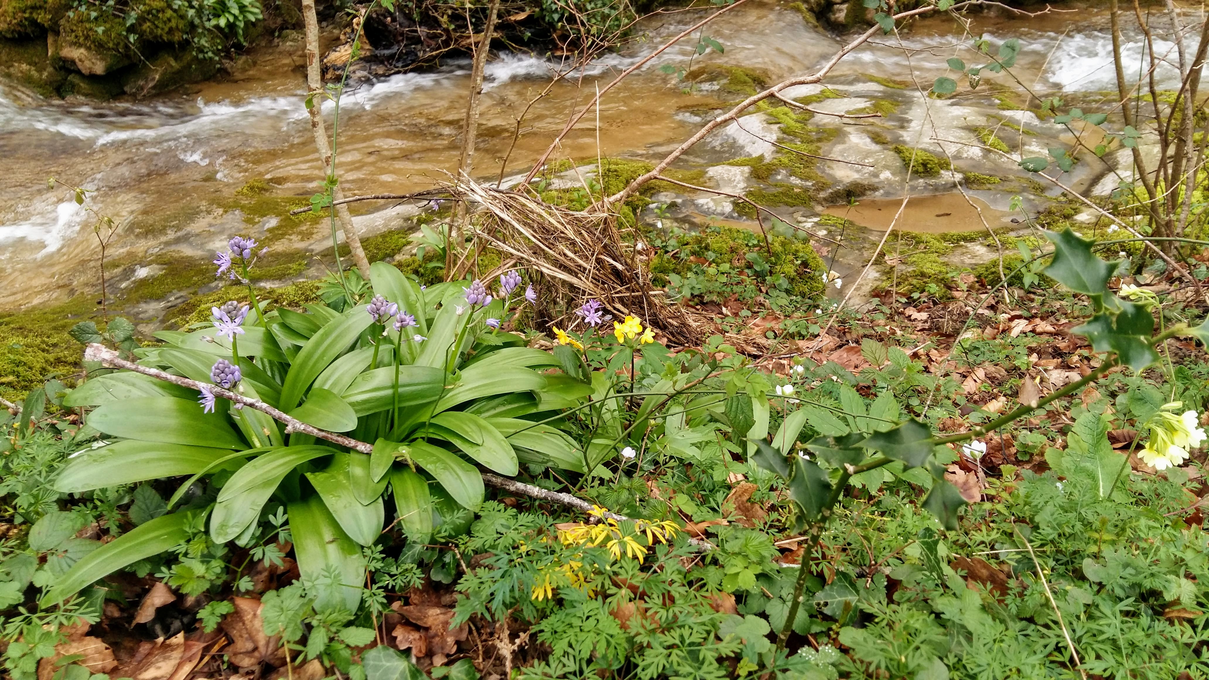 Biodiversité Forêt Gazave