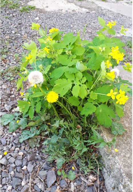 Pissenlit et chélidoine