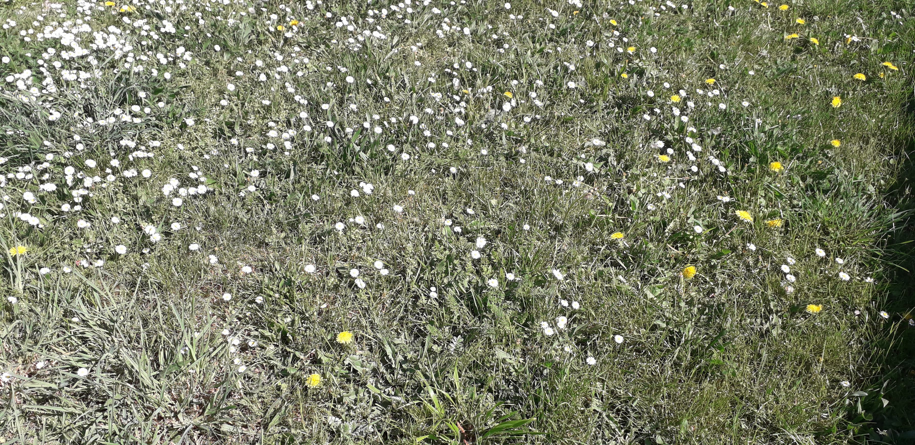 la biodiversité du jardin avec des paquerettes, des pissenlit, du plantain lancéolé, des orties, de la potentille et des orties