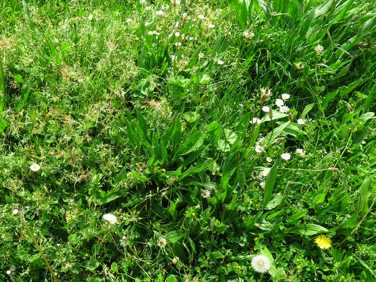 parterre de plantes urbaines