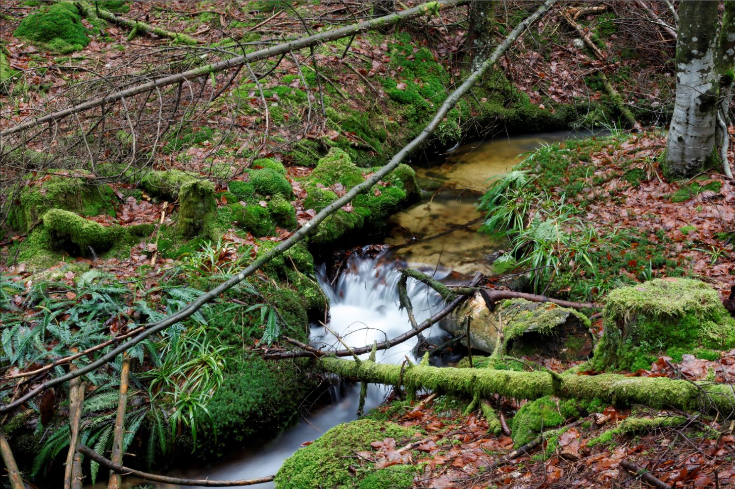 Végétation rivulaire et forestière