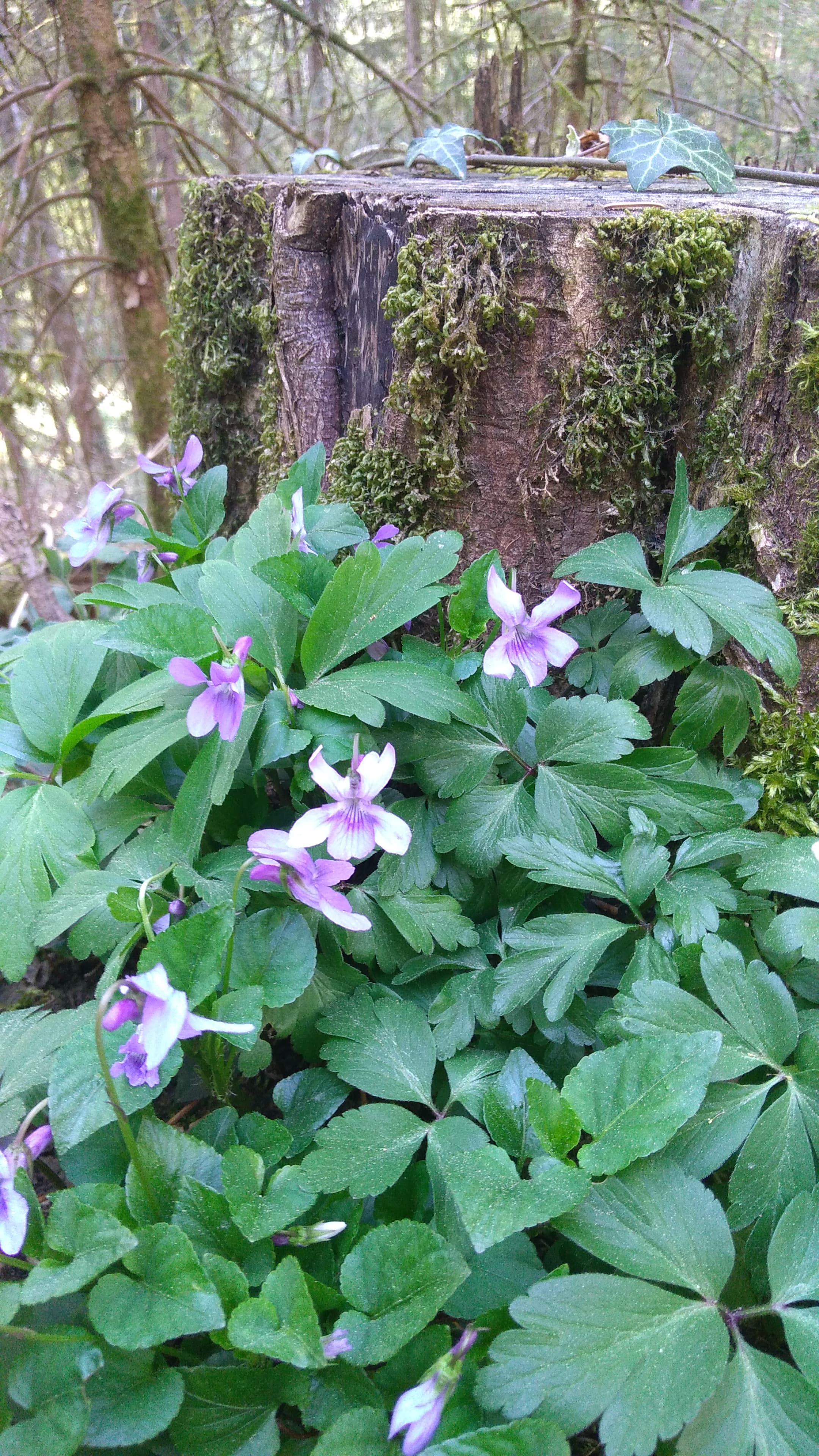 Biodiversité sur 20cm2
