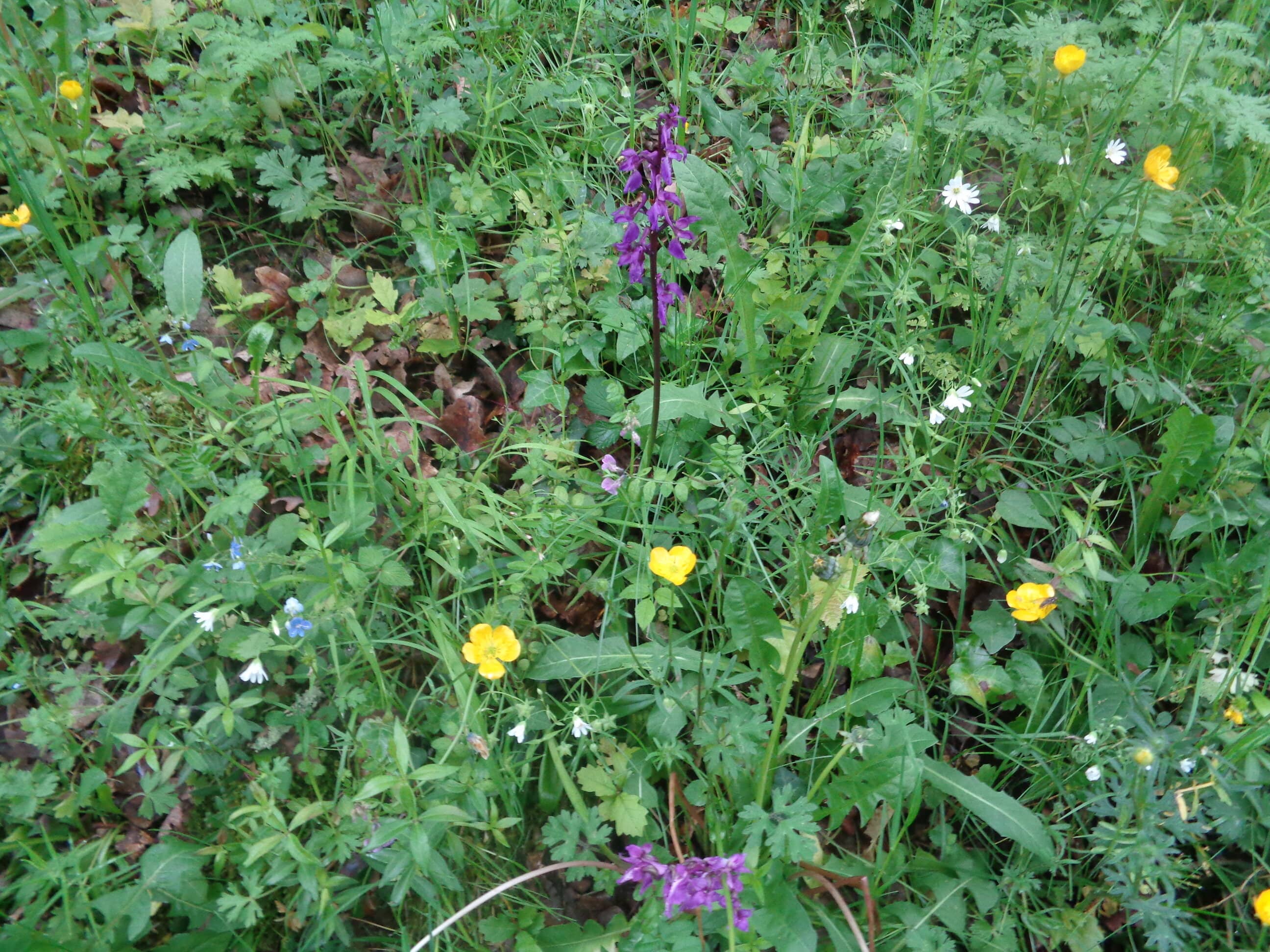diversité de plantes en bordure du chemin