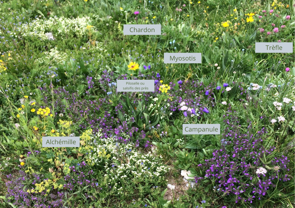 Parterre de fleurs sauvages en montagne