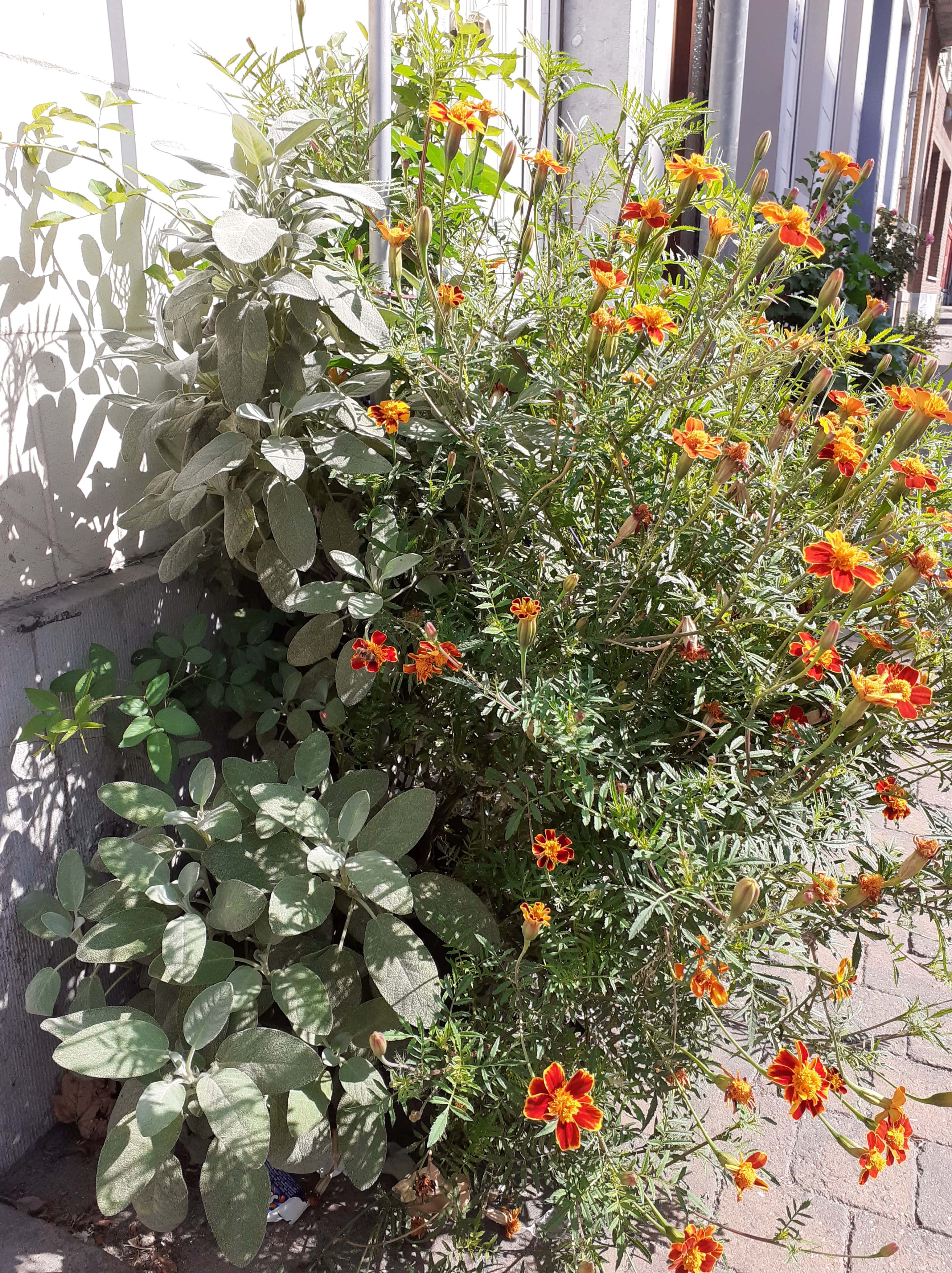 Observation en rue à Bruxelles Belgique