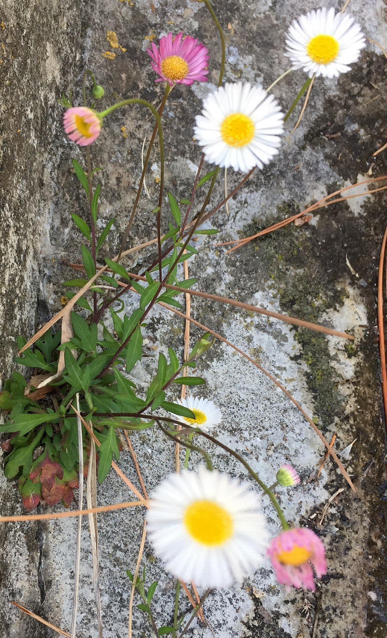 Erigeron Karvinskianus