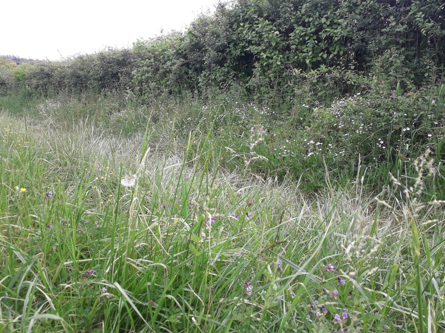 biodiversité chemin bocage