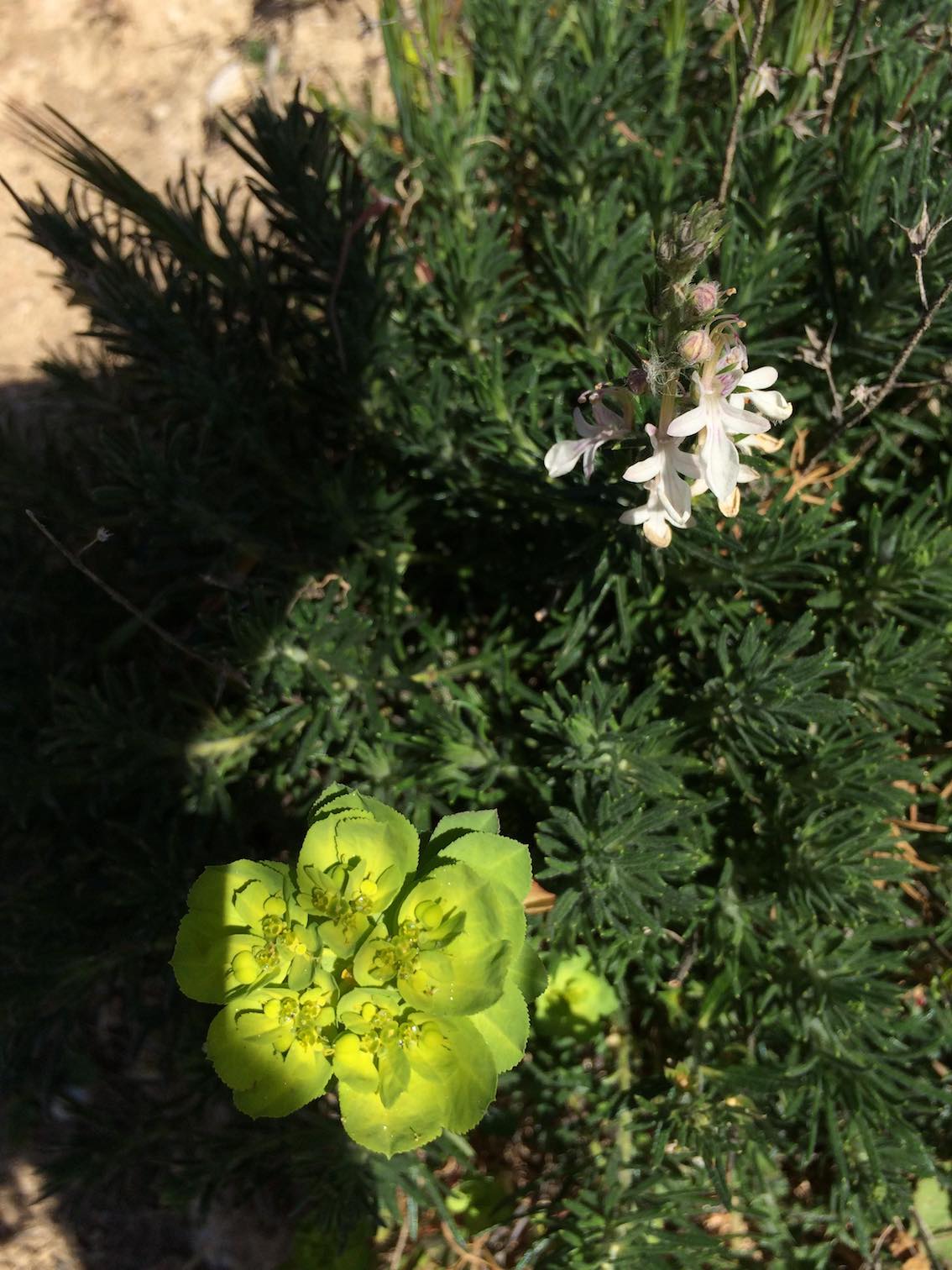 teucrium ps. et euphorbe