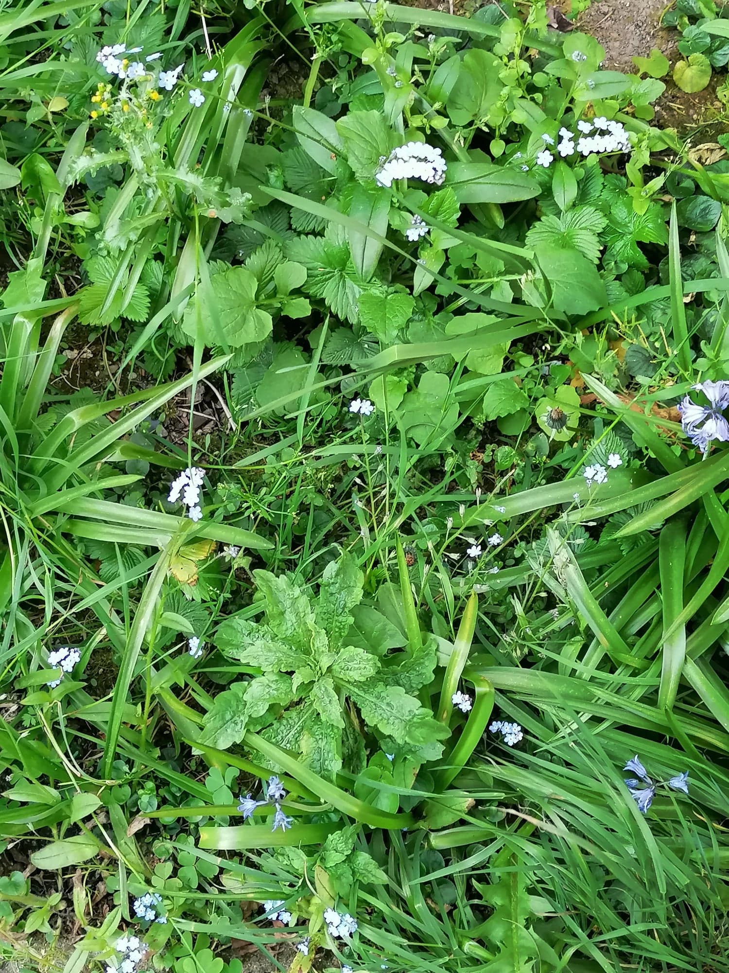 Cette photo a été prise au pied d'un mur dans un jardin sauvage à Nantes (44)