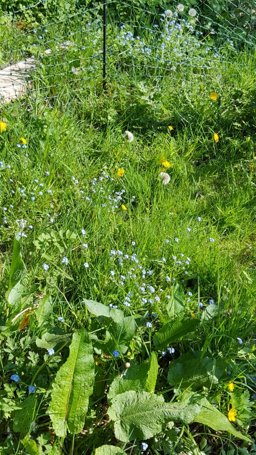 Le fond du jardin, après le potager.