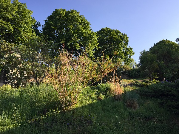 Dans le Beaujolais au sud est de Villefranche sur Saône, à 450m d'altitude. On voit au 1er plan un forsythia, des pervenches ainsi que diverses graminées. A droite, il y a un pin parasol, un sureau, des iris et un juniperus, puis en arrière plan, on distingue un lilas, un prunus et les tilleuls.