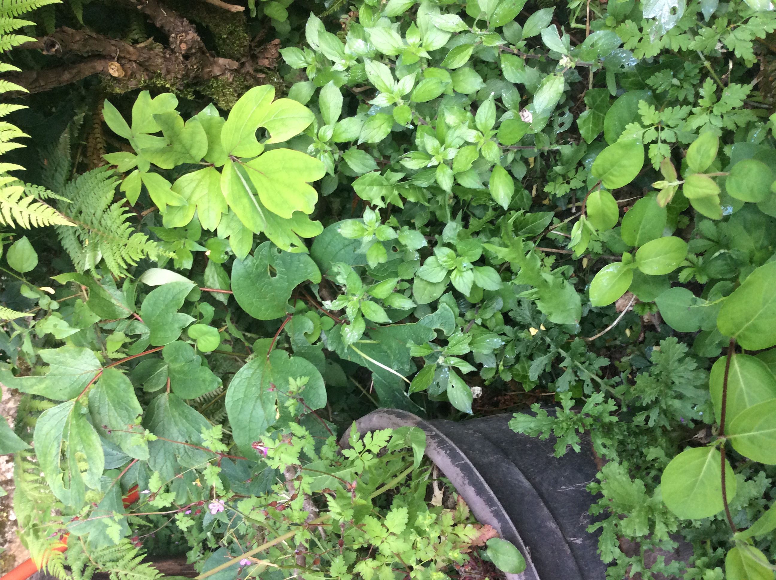 10 plantes du jardin