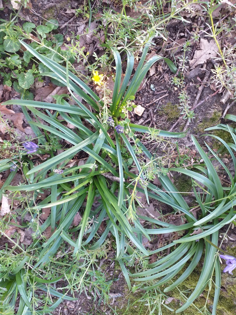 Gaillet, ficaire et jacinthe des bois