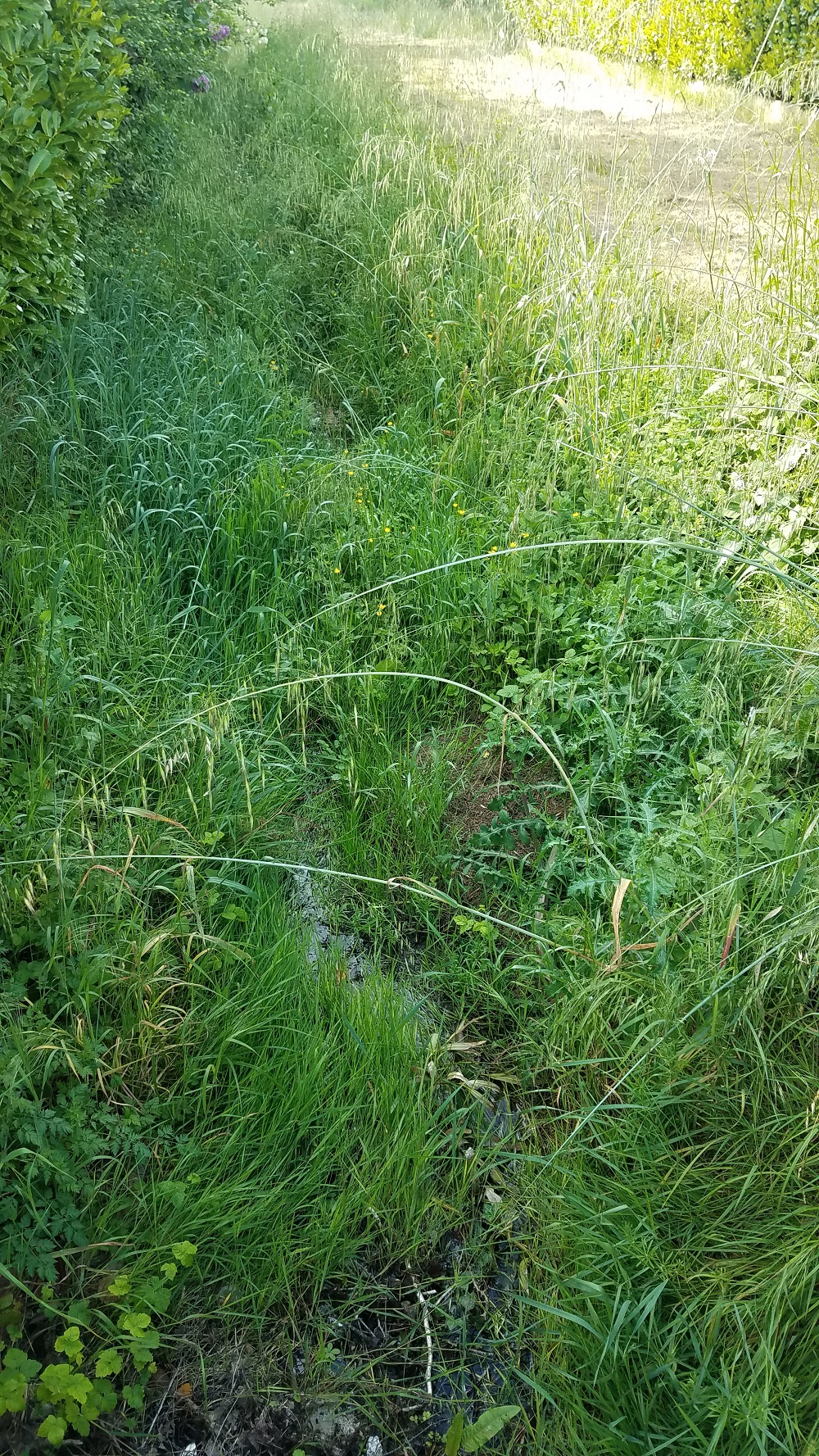 végétation de bord de fossé