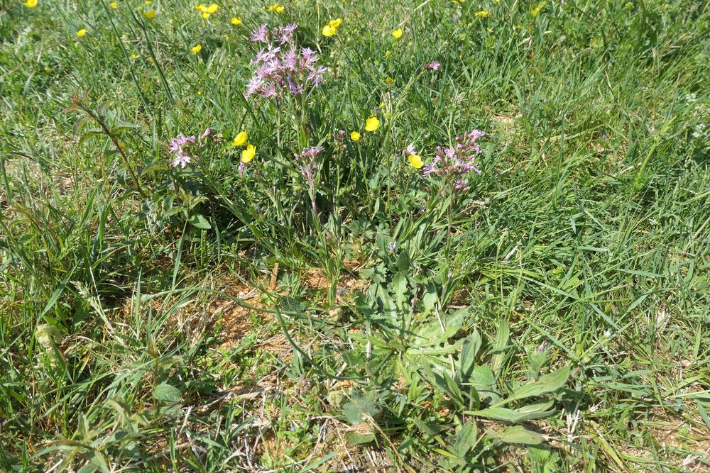 Pelouse de maison, ancien paturage