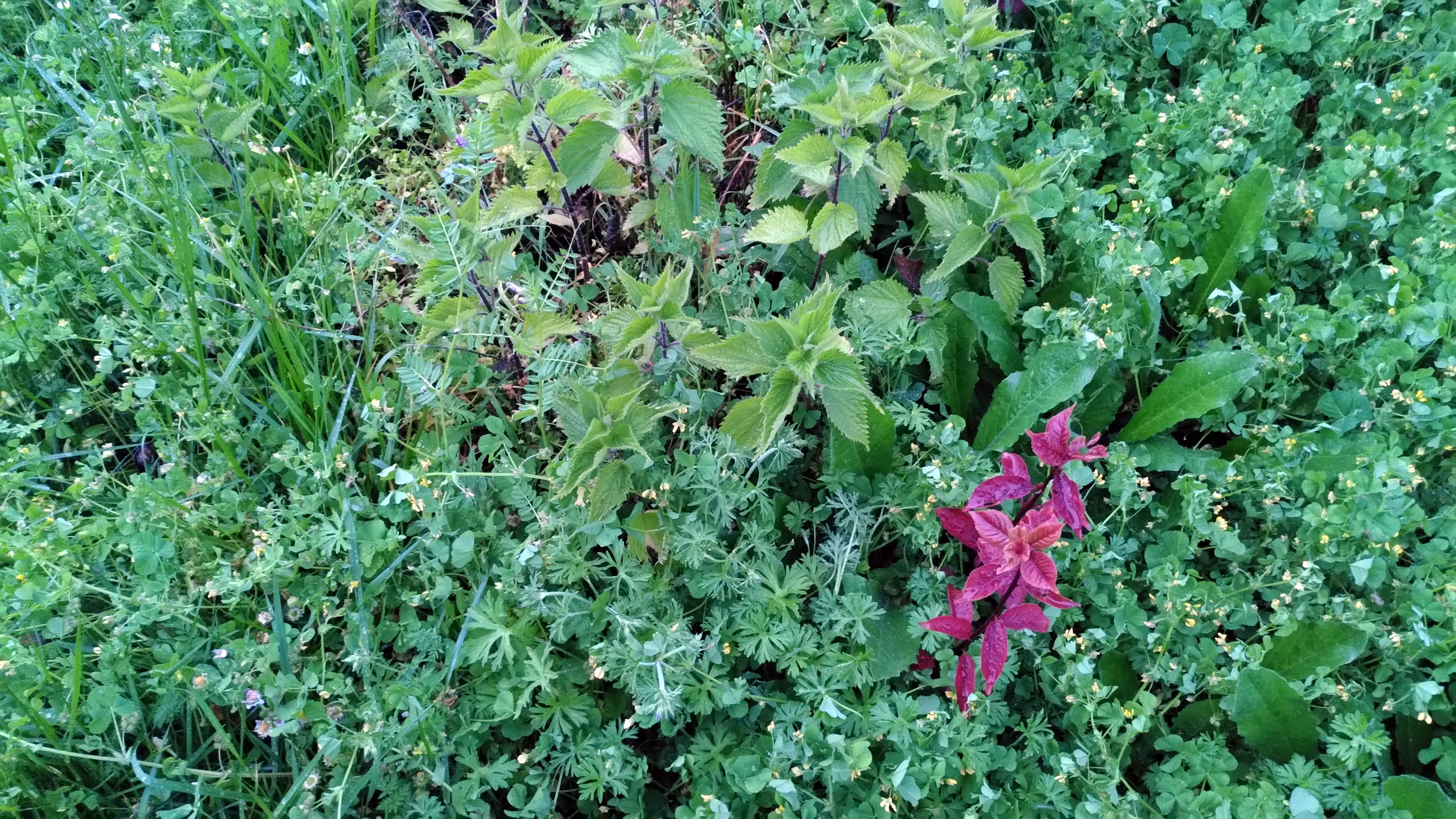 Jardin sans entretien