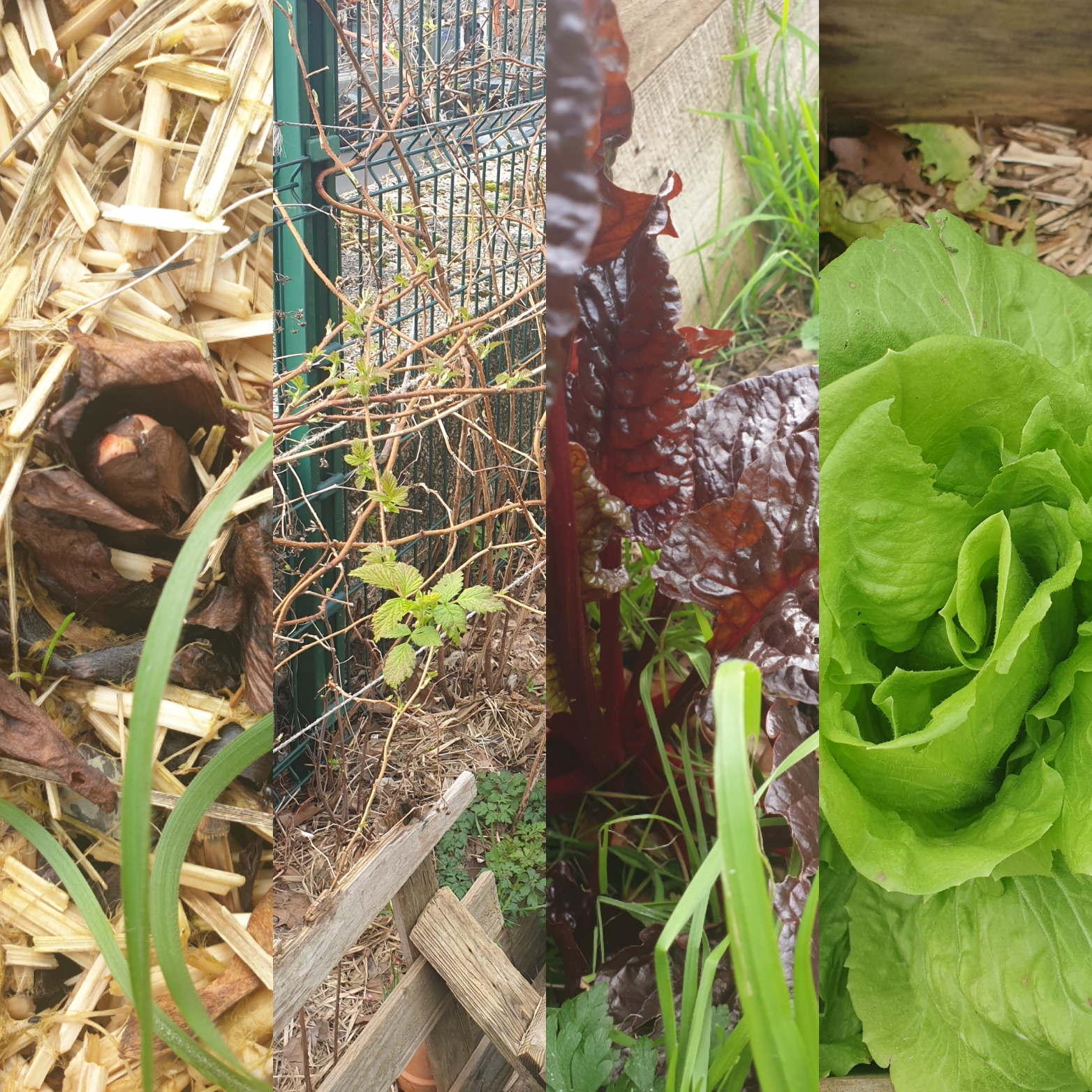 observation diversité