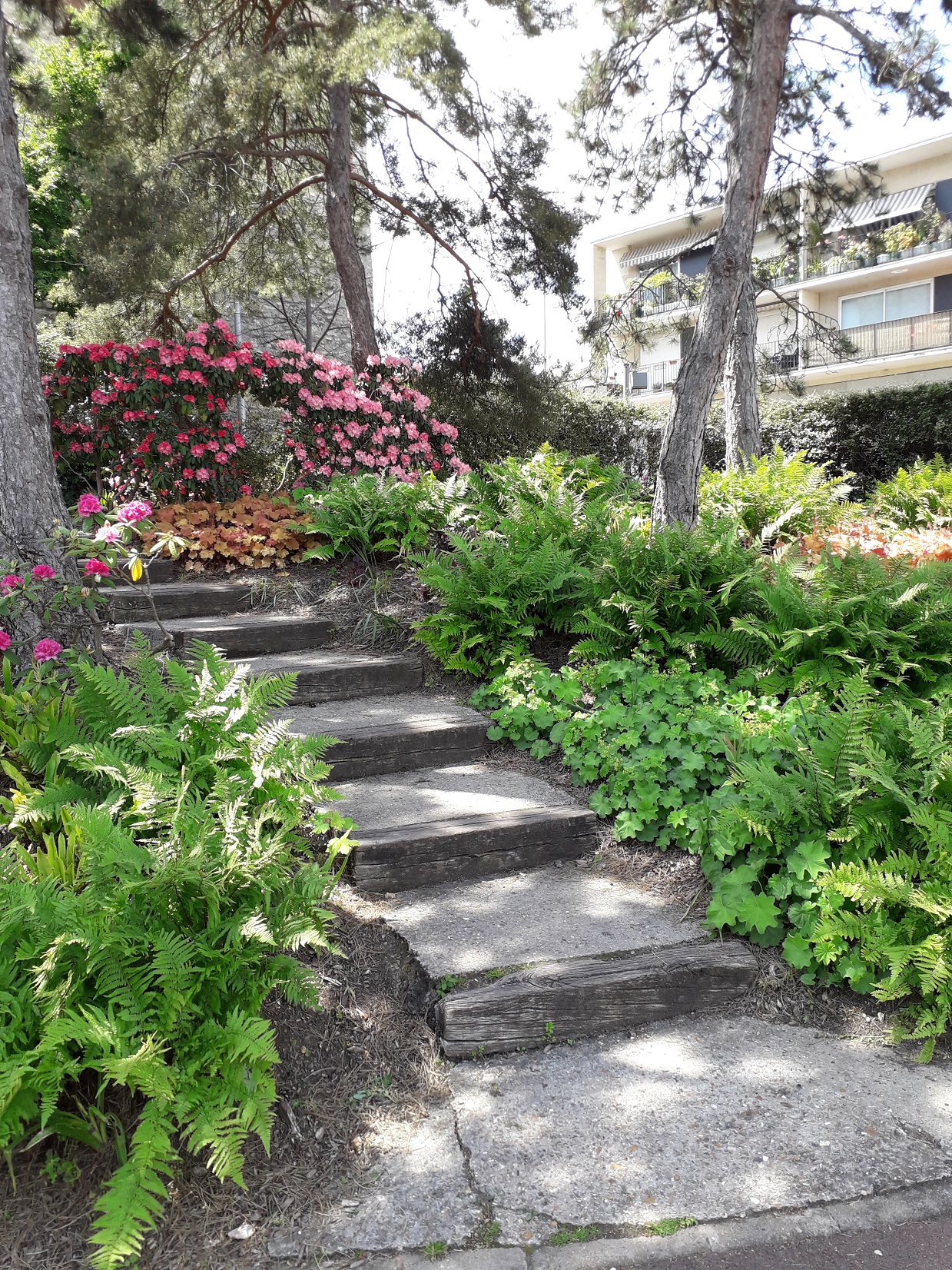 Massif de vivaces et arbustes sous des Pins