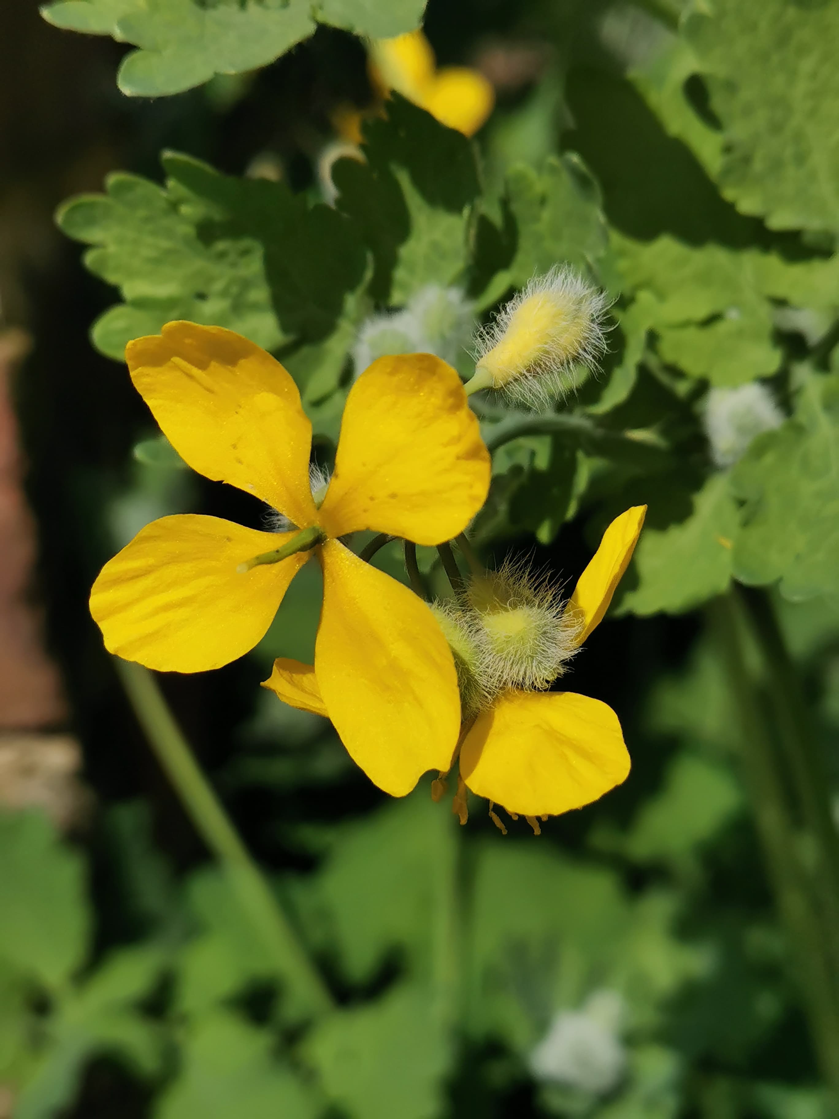 Chélidoine, réputée pour soigner les verrues