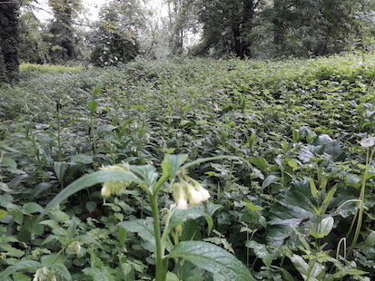 biodiversité en milieu humide