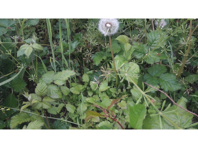 Biodiversité jardin 62