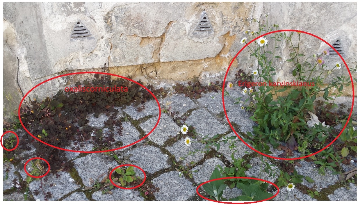 Biodiversité végétale dans une cour parisienne