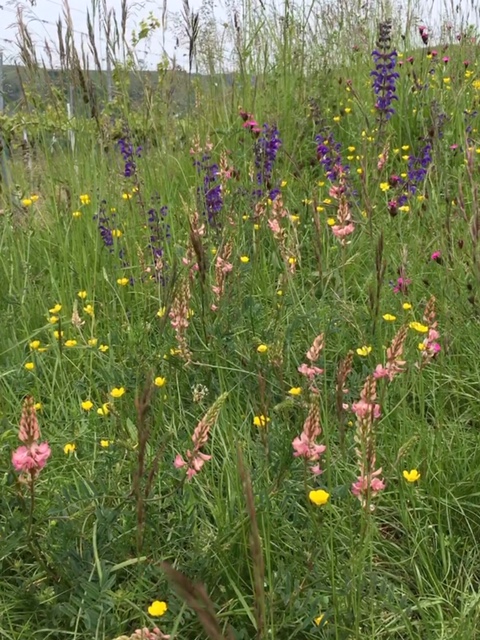 Prairie fleurie en mai, à Bötzingen