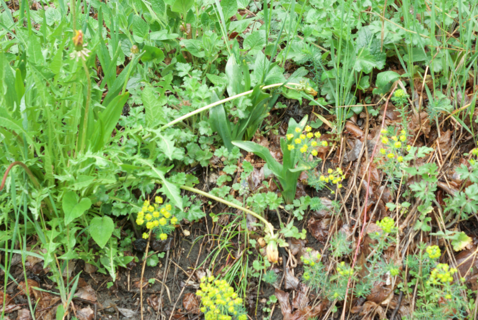 plusieurs plantes dans le jardin