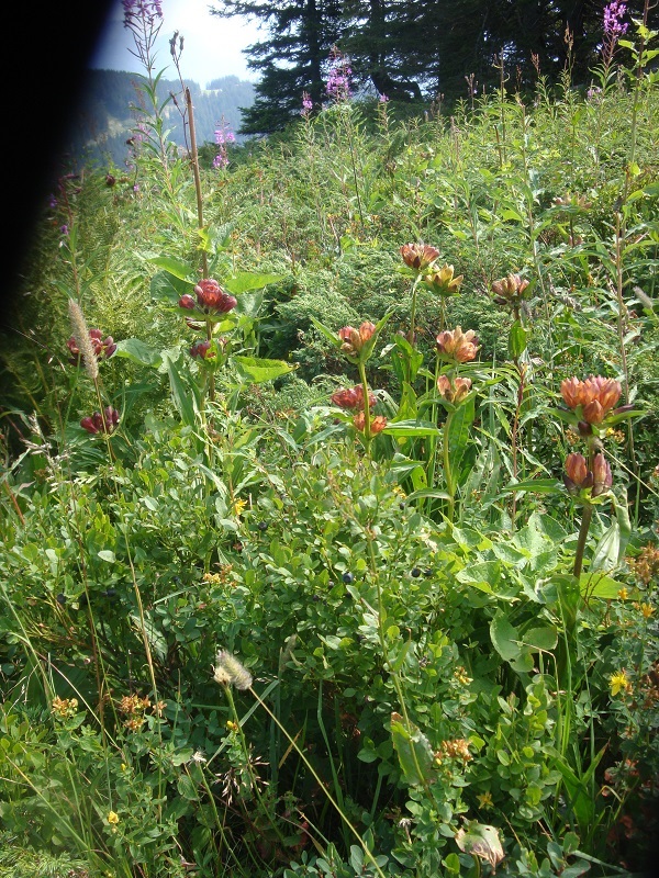 gentiane rouge de Burser. Praz sur Arly août 2019