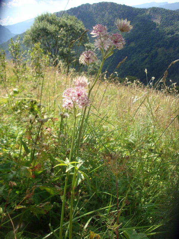 plante du massif des Bauges