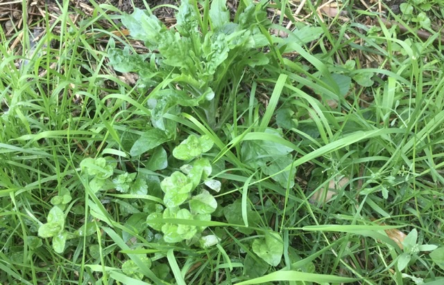 Plantes jardin de ville