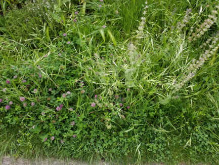 biodiversité du jardin toulousain