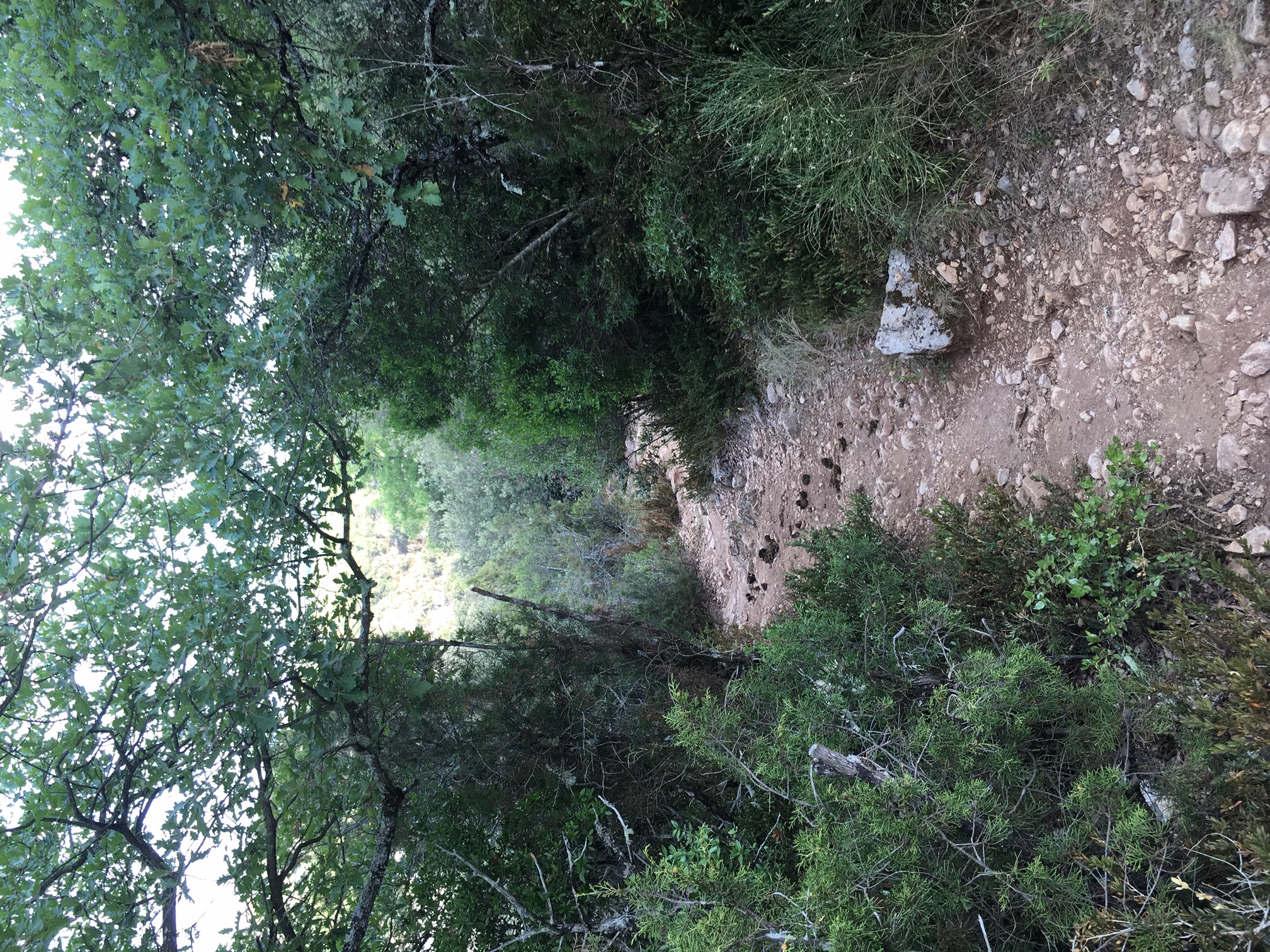chemin forestier entouré de différentes espèces d'arbres