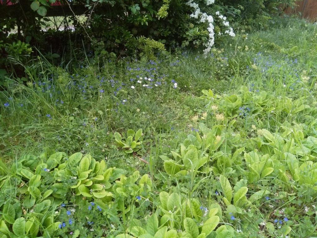 Fleurs sauvages sur fond de haie