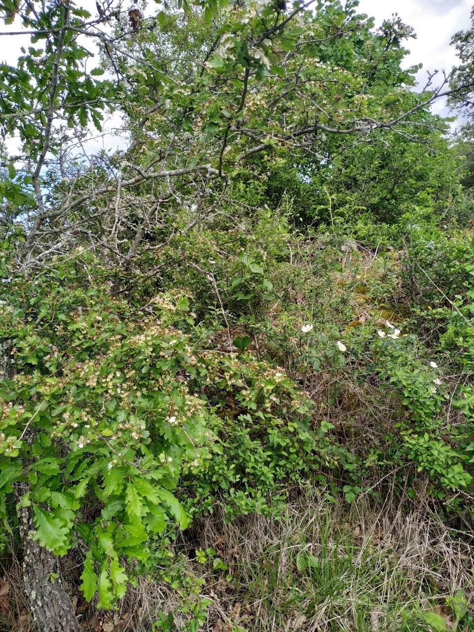 Photo du 3 mai 2020 prise à Vailhourles en Aveyron, Occitanie, France