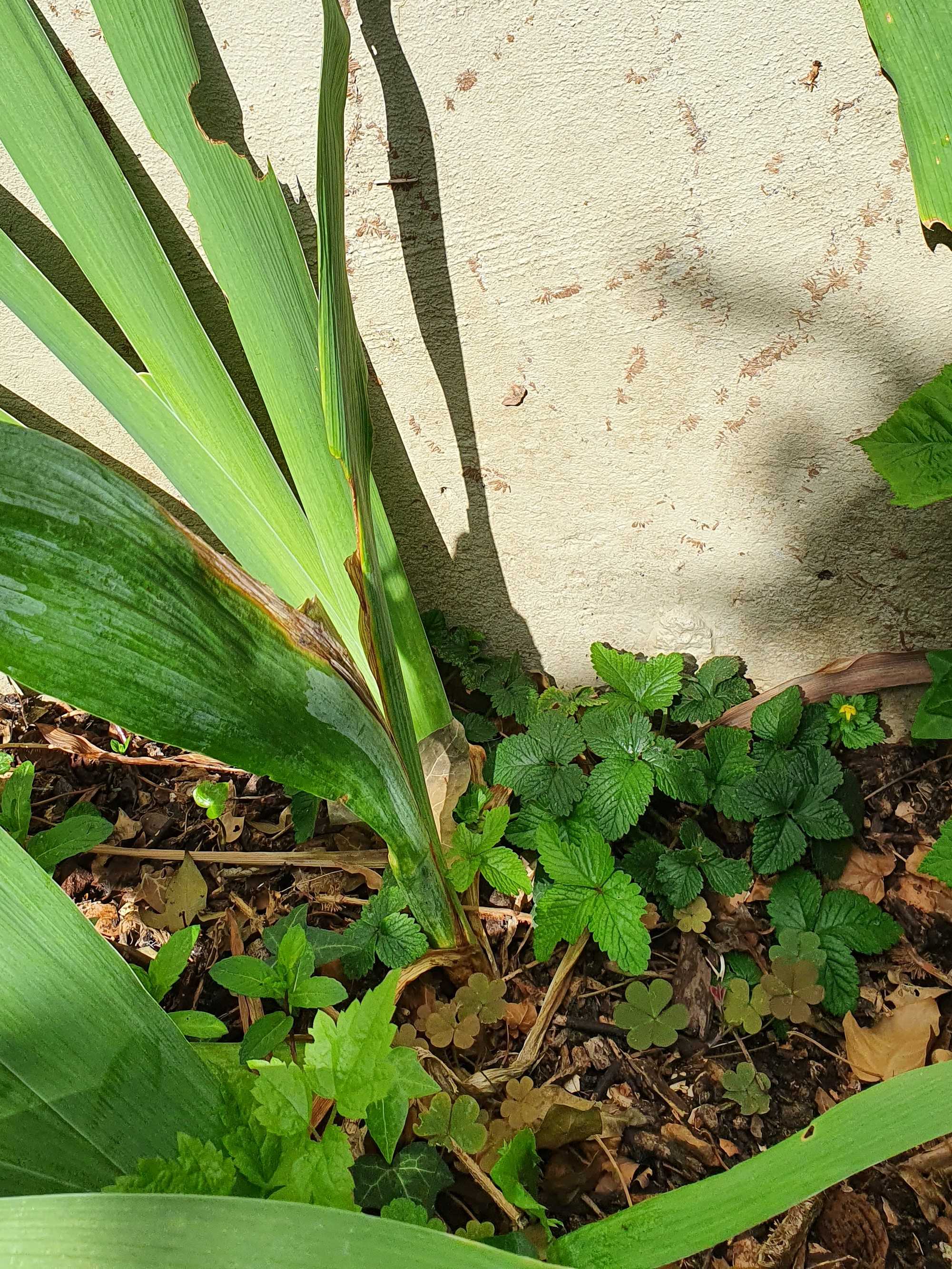 iris, fraises sauvages, et autres