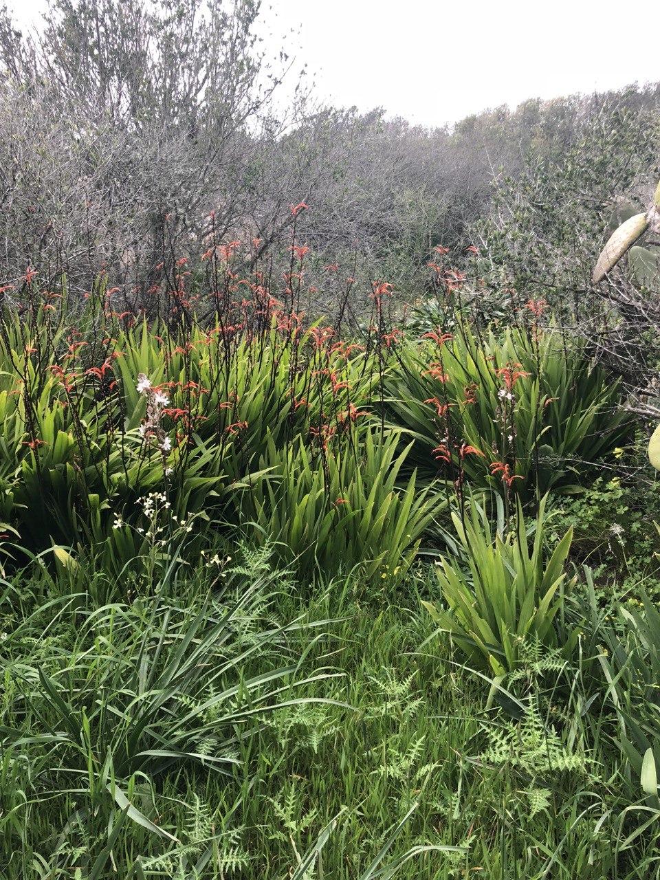 Végétation méditérranéenne - avril