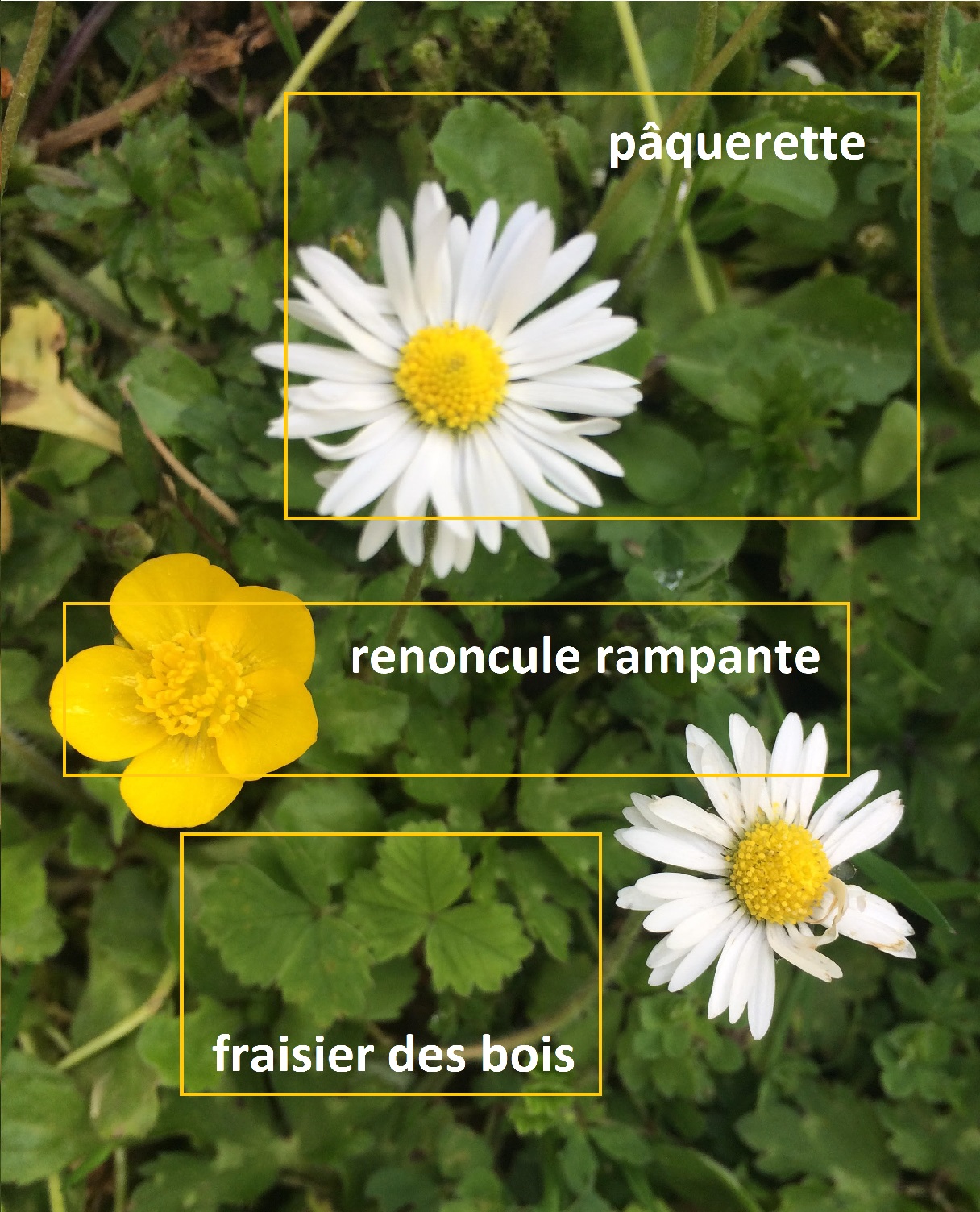 renoncule rampante, pâquerette et fraisier des bois